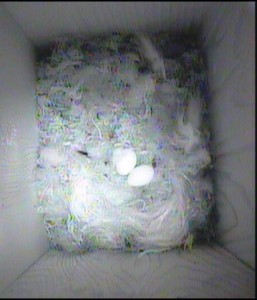 2 eggs visible 26.4.14