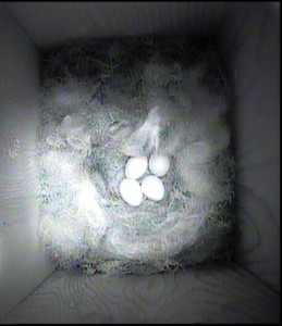 4 eggs pm 28.4.14