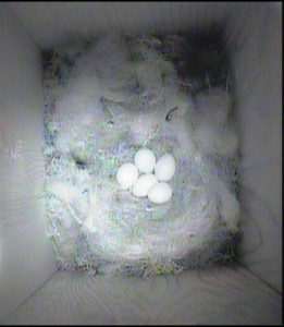 5 eggs 29.4.14