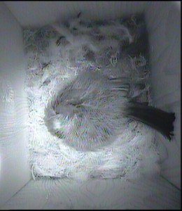 Fast asleep 9.30  25.4.14