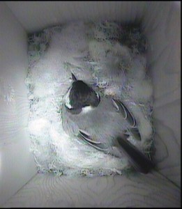 Sitting on the eggs 29.4.14