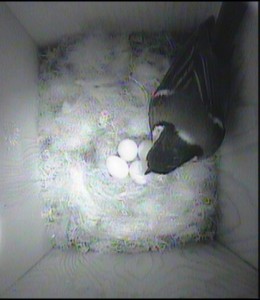 bird entering nest 28.4.14