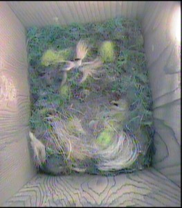 hidden eggs  26.4.14