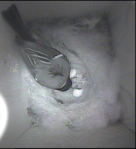 2 chicks hatched 12.5