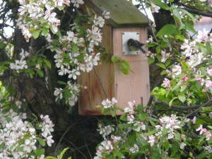 Great Tit returing to the Nest Boxd entering 4.5.14