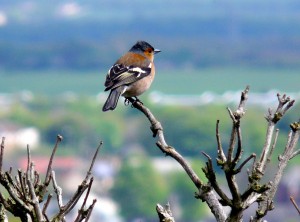 Chaffinch Arthurs Seat 10.5.14