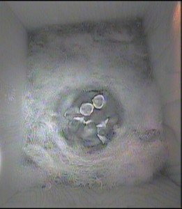 Chicks in the nest box 17.5