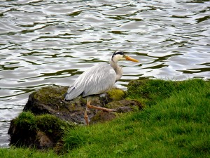 Heron Arthur's Seat 10.5.14