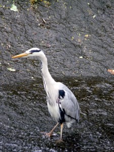 Heron Water of Leith 17.5.14
