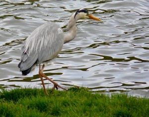 Heron2 Arthur's Seat 10.5.14