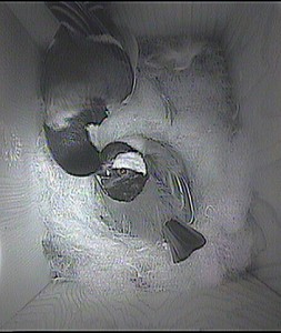 Male feeding female 12 5 14 copy