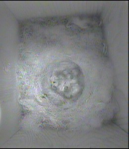 Young Chicks 14 5 14