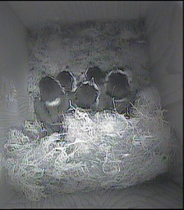 waiting to be fed 26.5